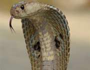 study uncovers cobra hooding