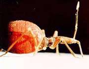 chagas increases risk of stroke
