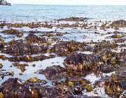 les algues brunes 