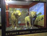 متحف الحيوانات المختلفة