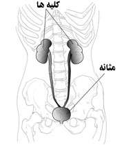 کليه، مثانه