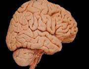 humans brain