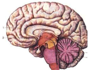человеческий мозг