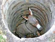 old mule in the well