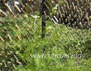 هنرنمایی با گیره لباس