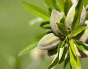 almond tree