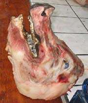 pigs head 