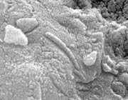 فسیل باکتری ها در شهابسنگ