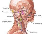lymph tissue in the head and neck
