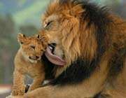 l’amour maternel chez les animaux 