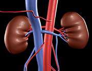 kidneys