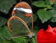 پروانه های شیشه ای و خوشگل