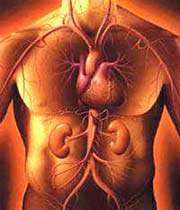 human beings body 