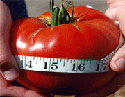 گوجه فرنگی، کنترل وزن
