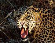 dünyanın en yaşlı leoparı iran’da yaşıyor