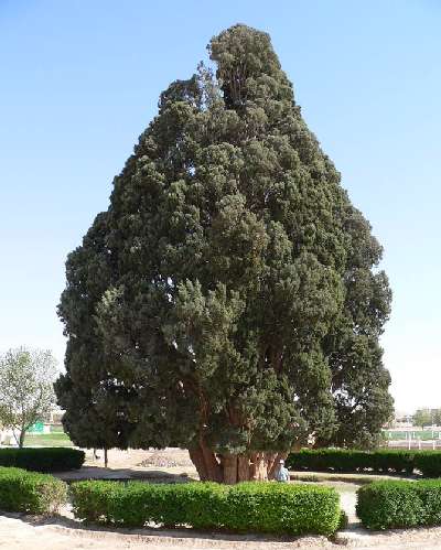 پیرترین درختان دنیا