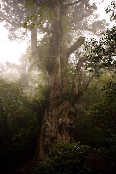 پیرترین درختان دنیا