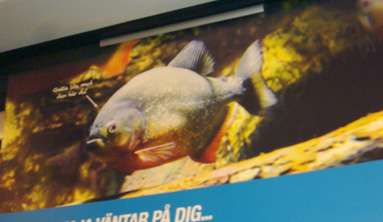 ماهی کله‌دراز خیال‌باف