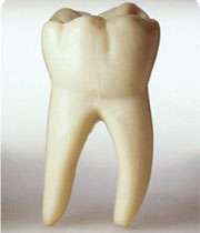 зуб