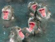 des macaques japonais se baignent