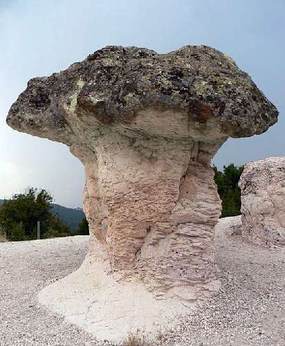 بزرگترین قارچ سنگی دنیا