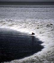 boar tide