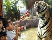 attirer l’attention d’un tigre