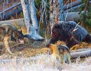 grizzly vs wolves