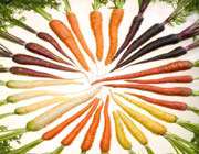 carrots_ of_many_colors