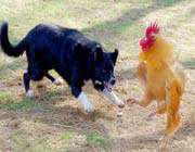 dog & rooster fighting
