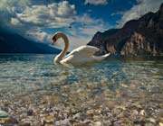 nature_ swan