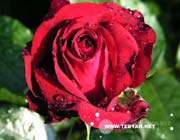 red roze