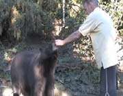 feeding bear