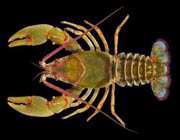 crayfish