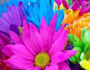 colorful flowers