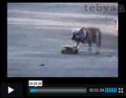 skaterider dog