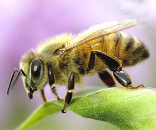 زنبورهای سحرخیز