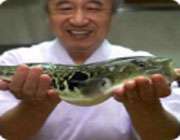 каким образом японские учёные вывели неядовитую рыбу фугу?