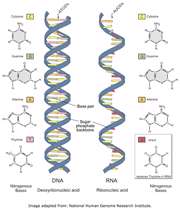 rna