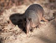 armadillo
