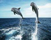 dolphins