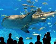 visitors observe a whale shark behind the world’s largest acrylic panel at okinawa churaumi aquarium.