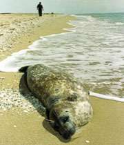 caspian_seal