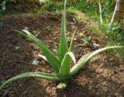 aloe-vera 