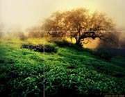 dreams