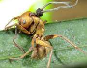 النمل الزومبي
