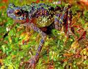 the rainbow toad was last spotted in 1924.