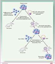 سلول بنیادی سرطان