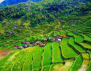 مُدرجات مزارع الأرز في الفلبين