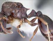 temnothorax longispinosus tries to kill its worst enemy by biting and stinging.